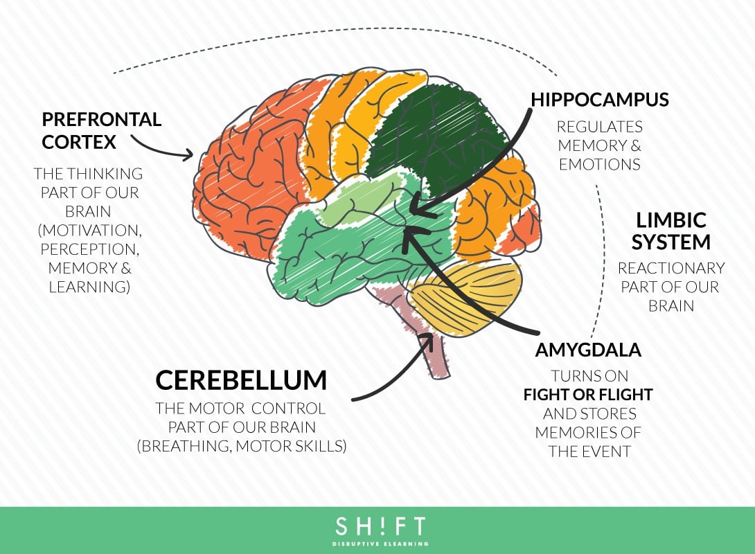 Instructional Designers Understand The Role Of Emotions In Learning   Brain2 